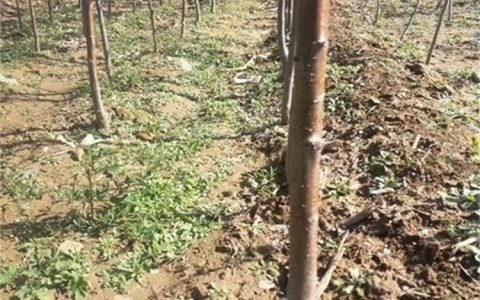 开原市马家寨镇鑫淼森苗圃深耕工程大树培育，多品类苗木促进行业发展