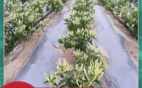 平邑县天卉金银花专业合作社推出高品质地栽苗，赋能金银花产业提质增效