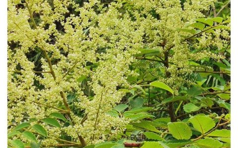 广西伟景园林绿化工程有限公司推出绿植菊苣种子，助力生态边坡绿化