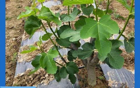 德州润达塑业工程有限公司深耕园艺地材料，全矩阵土工产品赋能基建