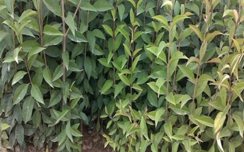 潢川县卉花苗圃场优化小檗苗培育体系，高品质绿化小苗获市场认可