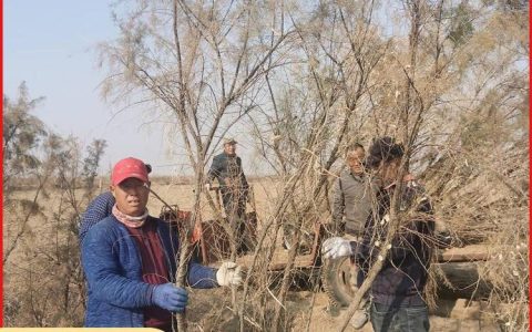 滨州市沾化区兴业农作物种植专业合作社培育耐盐碱柽柳苗，赋能生态农业
