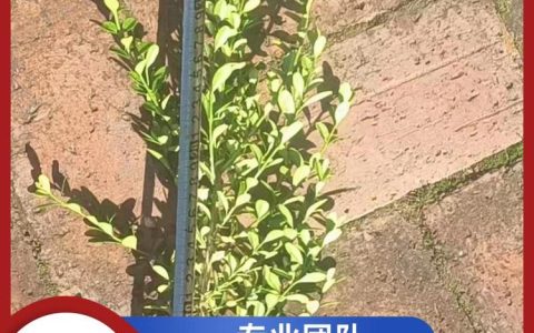 灯塔市富强圆苗圃推出优质绿化国槐树，推动园林产业升级
