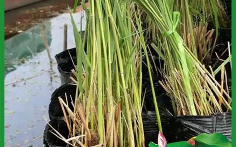 河北雄安荷艺苑生态科技有限公司深耕水生植物，打造生态绿化新标杆