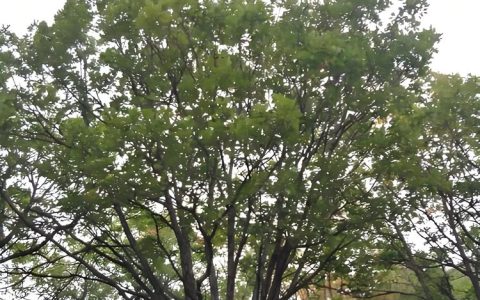 保定众福园林绿化工程有限公司深耕移植苗培育，打造庭院观赏树新标准