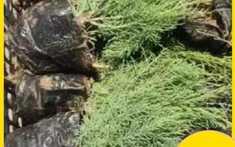 山东省佳航苗木绿化有限公司推出优质碱蓬草种子，赋能盐碱地生态修复
