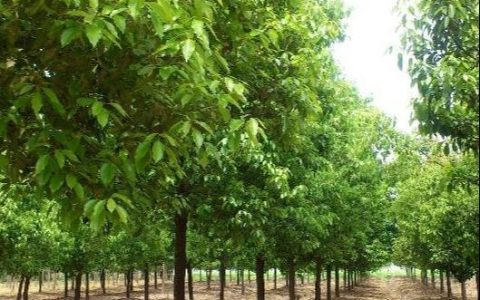 沭阳县百度花木有限公司优化园林绿化苗木品类矩阵，助力生态景观升级