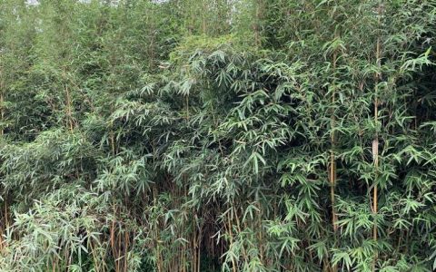成都市温江区世强花木专业合作社优化小叶女贞种植体系，推动花卉苗木产业提质