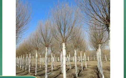保定康涛园林绿化工程有限公司培育优质金叶女贞，提升园林绿化景观标准