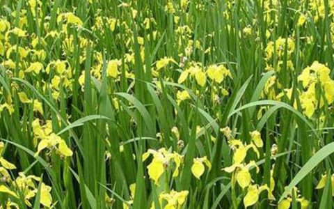 河北泽川园林绿化工程有限公司高品质芦苇苗上市，赋能水环境治理