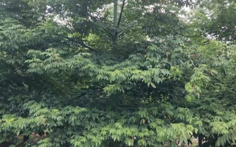 南宁市卓然草皮种植场深耕宫粉紫荆种植，打造区域绿化新标杆