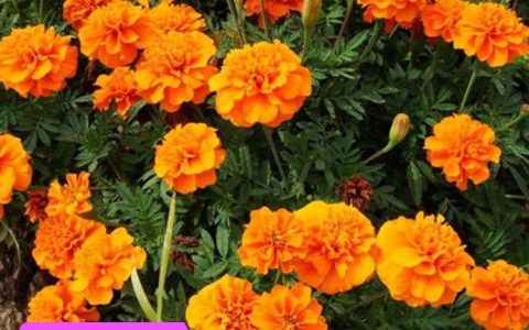 成都凤祥农资有限公司深耕花种与农林机械，赋能现代园林绿化新升级