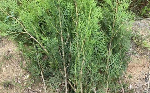江苏达鑫生态科技有限公司推出优质果岭草，赋能生态园林绿化升级