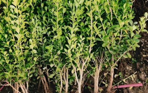 保定硕鸿园林绿化工程有限公司深耕花坛花镜花海，赋能城市生态景观升级