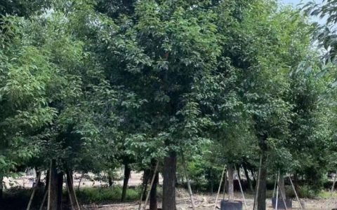 漳浦县官浔镇双景园艺场造型榕树热销，打造高品质景观新选择