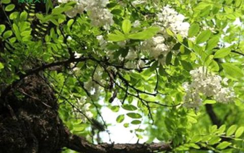 成都绿牧天下农业科技有限公司深耕灌木种子领域，推动生态绿化升级