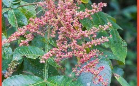 宿迁绿芃种业科技有限公司推出优质蔬菜种子，多品类布局赋能农业发展