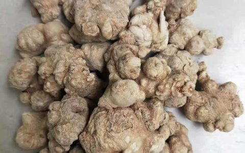 亳州亳林堂药业有限公司优化草乌供应链，推动地产中草药产业升级