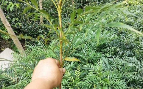 成都卉美园林工程有限公司深耕草坪培育，全品类植物赋能景观工程