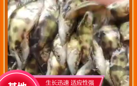 重庆市潼南区立鲁立淡水鱼养殖有限公司深耕岩鲤养殖，助推水产种业升级