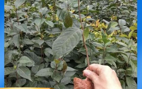 清流县鹏绿苗木有限公司优化造林苗木培育体系，全品类良苗助力生态建设