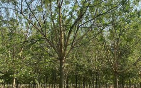 郓城乐冠苗木种植苗圃（个体工商户）深耕街区种植国槐，打造城市生态新景观
