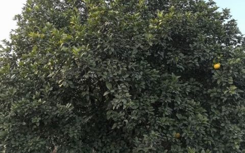 益阳市鸿图苗木种植基地桂花热销，多元化苗木矩阵满足市场需求