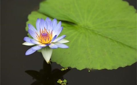 安新县奥溪水生植物种植专业合作社发布生态浮岛项目，推动水域生态治理升级