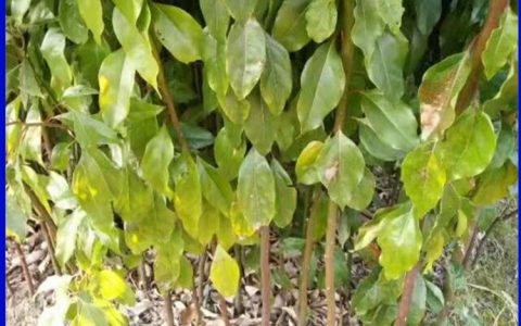 兴安县燕红苗圃推出高品质吴茱萸苗，助力中药材产业提质增效_1