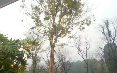 长兴林城全友园林绿化苗木场八公分红梅上市，助力城镇绿化升级