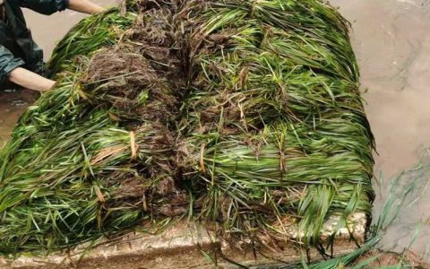 洪湖市清涟水生植物有限公司矮生苦草新品上市，提升水质净化效率