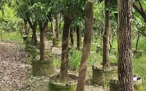 漳浦县官浔镇双景园艺场推出造型榕树，多品类景观植物获市场认可