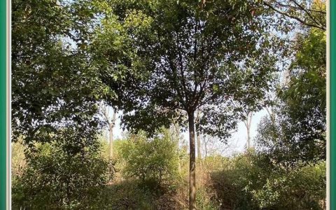 荆门树多多苗木有限公司深耕香樟树种植，打造林业绿化新标杆