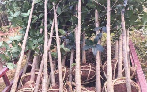 成都德通静鑫园林工程有限公司深耕苗木基地，多元树种赋能园林工程