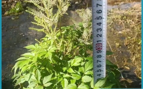 飞欧园林（宿迁）有限公司深耕小叶黄杨柱，丰富景观植物产品线