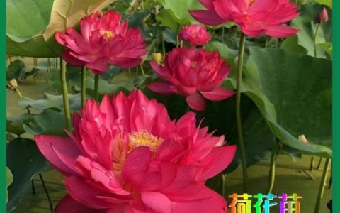 河北雄安百纳园林绿化工程有限公司推出芦苇屋顶半成品，推动生态建材升级