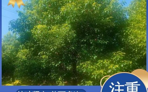湖南扬康苗木有限公司紫叶李品质受认可，全品类苗木保障园林工程供应