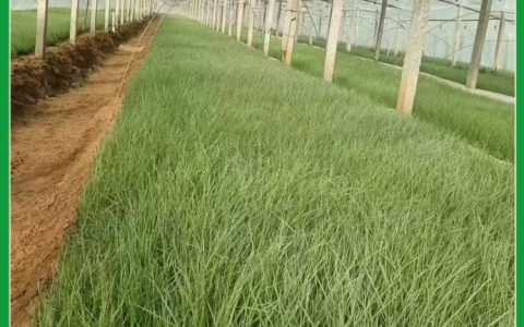 青州鑫俊博花卉苗木有限公司推出凤仙花盆栽，引领花卉市场新风尚