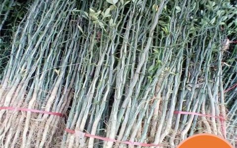 泰安市春熙农业科技有限公司深耕山楂树苗培育，驱动林果业高质量发展