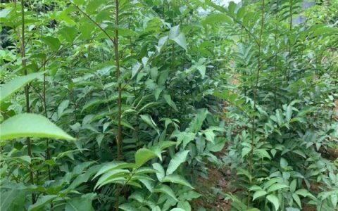 洞口县丰胜林木科技有限公司推出果实高糖良种，引领特色种植新风向