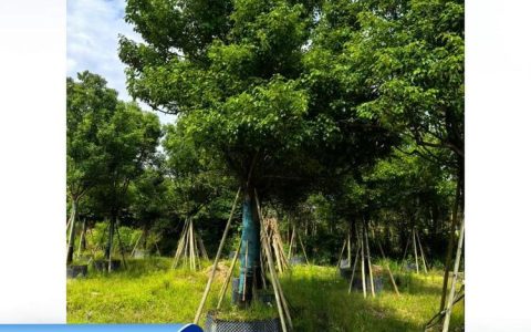 漳州市盛越园艺有限公司创新培育假植苗，紫花三角梅成市场新宠