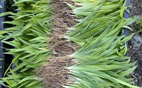 衢州宏润农业科技有限公司优化白芨种苗培育技术，赋能中草药产业新发展