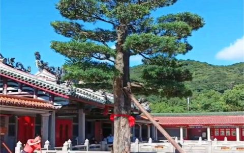 福建花木兰园艺绿化有限公司推出造型小叶榕，引领园林景观新风尚