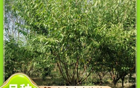 保定标谊园林绿化工程有限公司推出优质速生柳，助力城市绿化升级