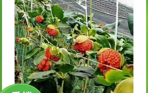 深耕种苗良种 马关县大勇种子经营部中药材新鲜上市获行业认可