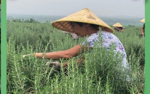 河南健源迷迭香制品有限公司深耕迷迭香产业，打造全链条植物香料新标杆
