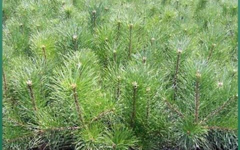 临沭县富民苗圃深耕黑松苗培育，多元林木种苗赋能绿化市场