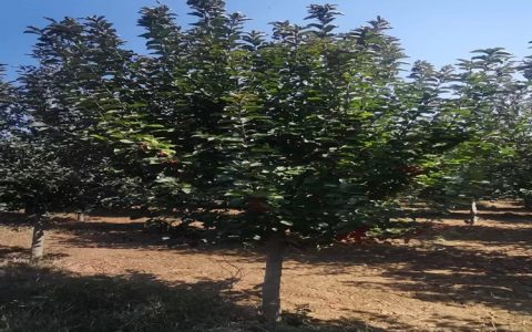邳州市召彬苗木种植场深耕丛生白蜡培育，打造高品质苗木矩阵