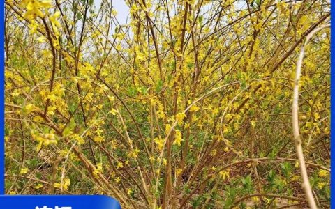 定州市润泽苗圃场深耕公路抗污染植物，打造道路绿化新标杆