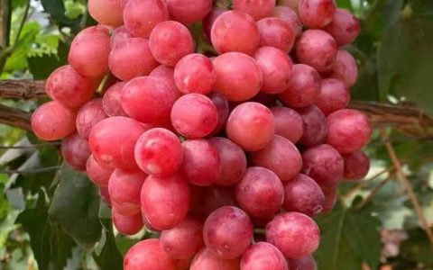 徐州市守信葡萄种植专业合作社培育优质石榴苗，推动林果业高质量发展